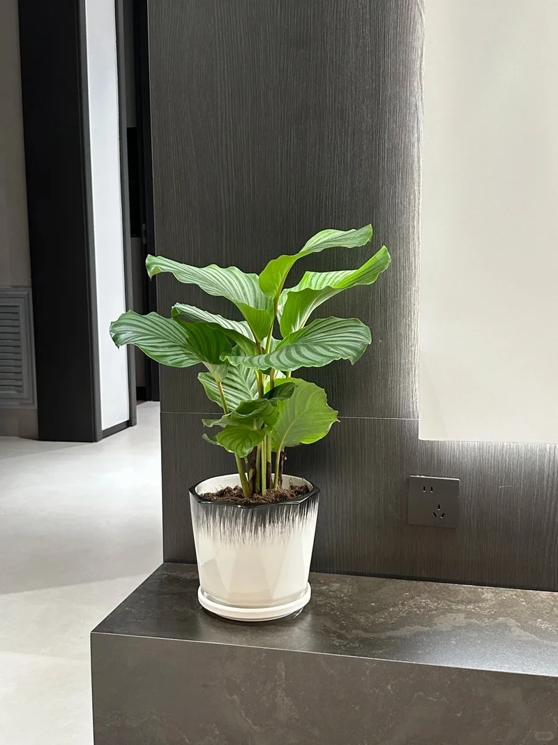 Đẳng cấp vượt trội nhờ cây cảnh phòng khách sang trọng