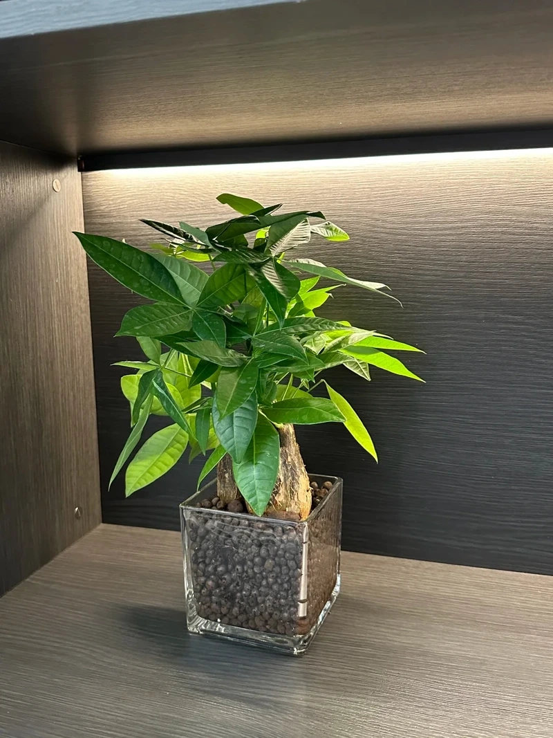 Phù hợp không gian nhỏ nhờ cây cảnh phòng khách chung cư