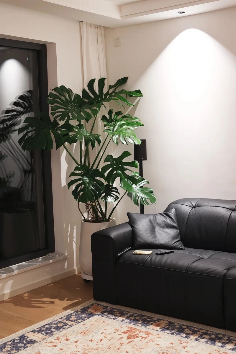 Trong lành và sạch sẽ với cây cảnh phòng khách lọc không khí