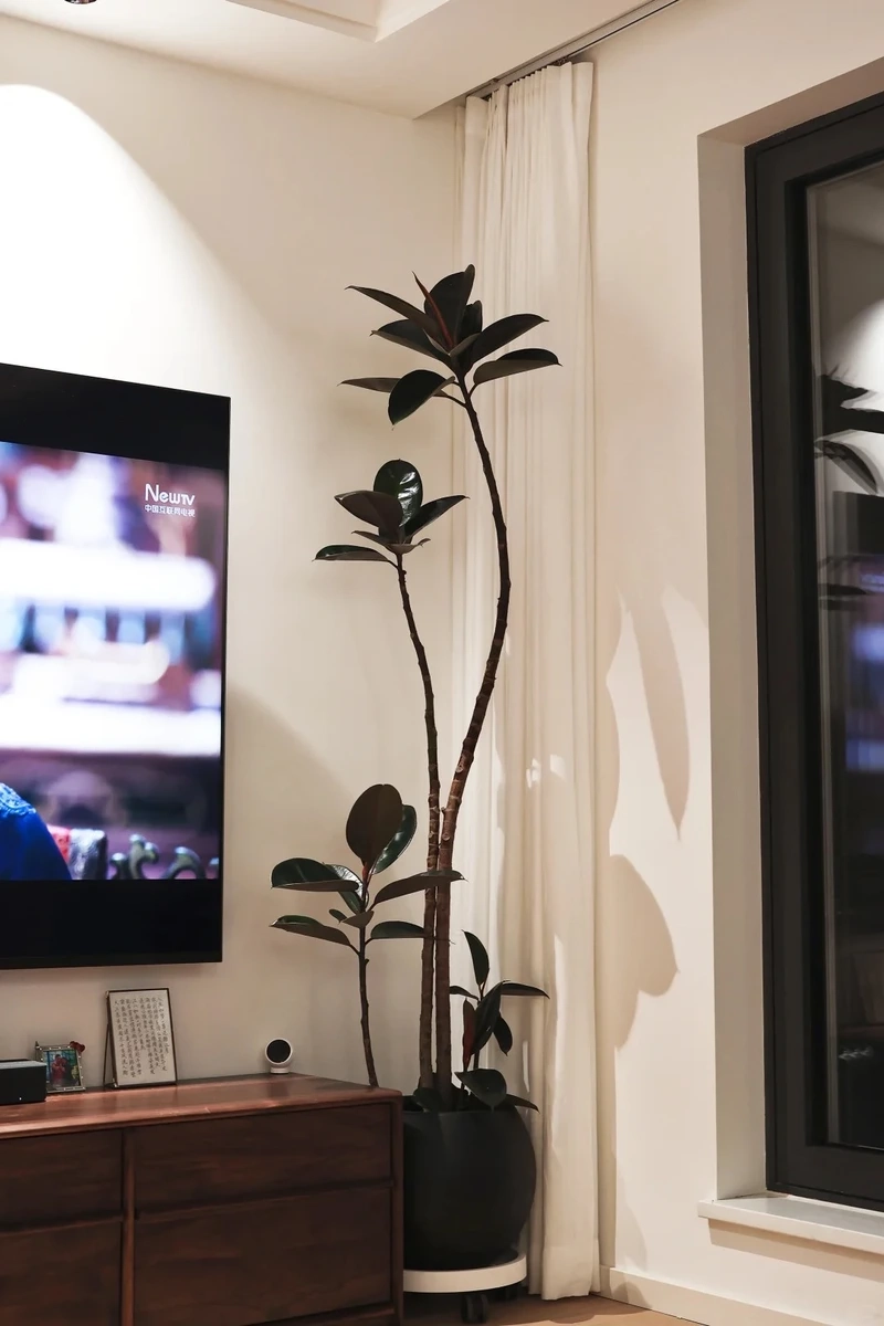 Thu hút vận may nhờ cây cảnh phòng khách mang tài lộc