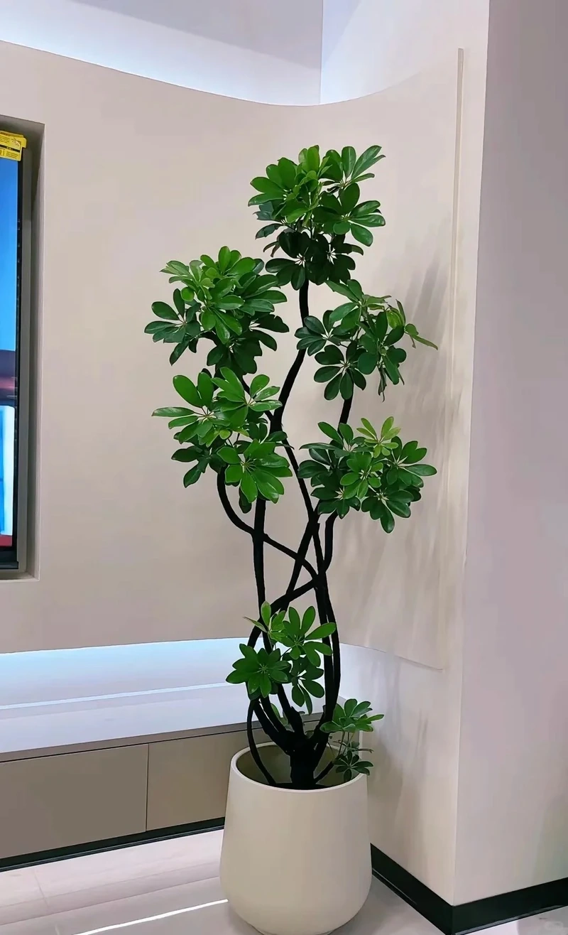 Tạo điểm nhấn ấn tượng nhờ cây cảnh phòng khách kích thước lớn