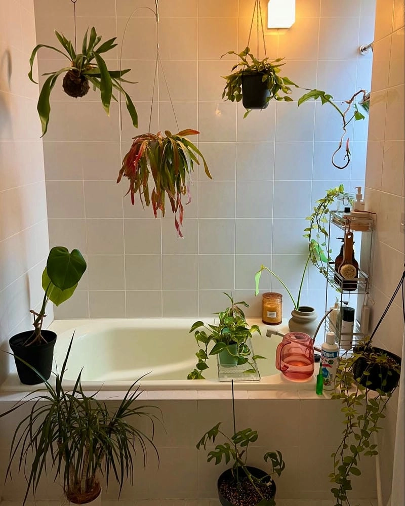 Cây khử mùi nhà vệ sinh giúp không khí trong lành