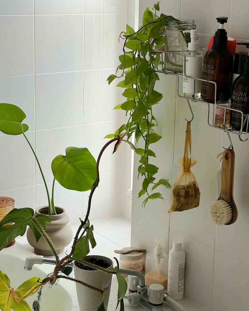 Cây lọc không khí nhà tắm tăng chất lượng sống