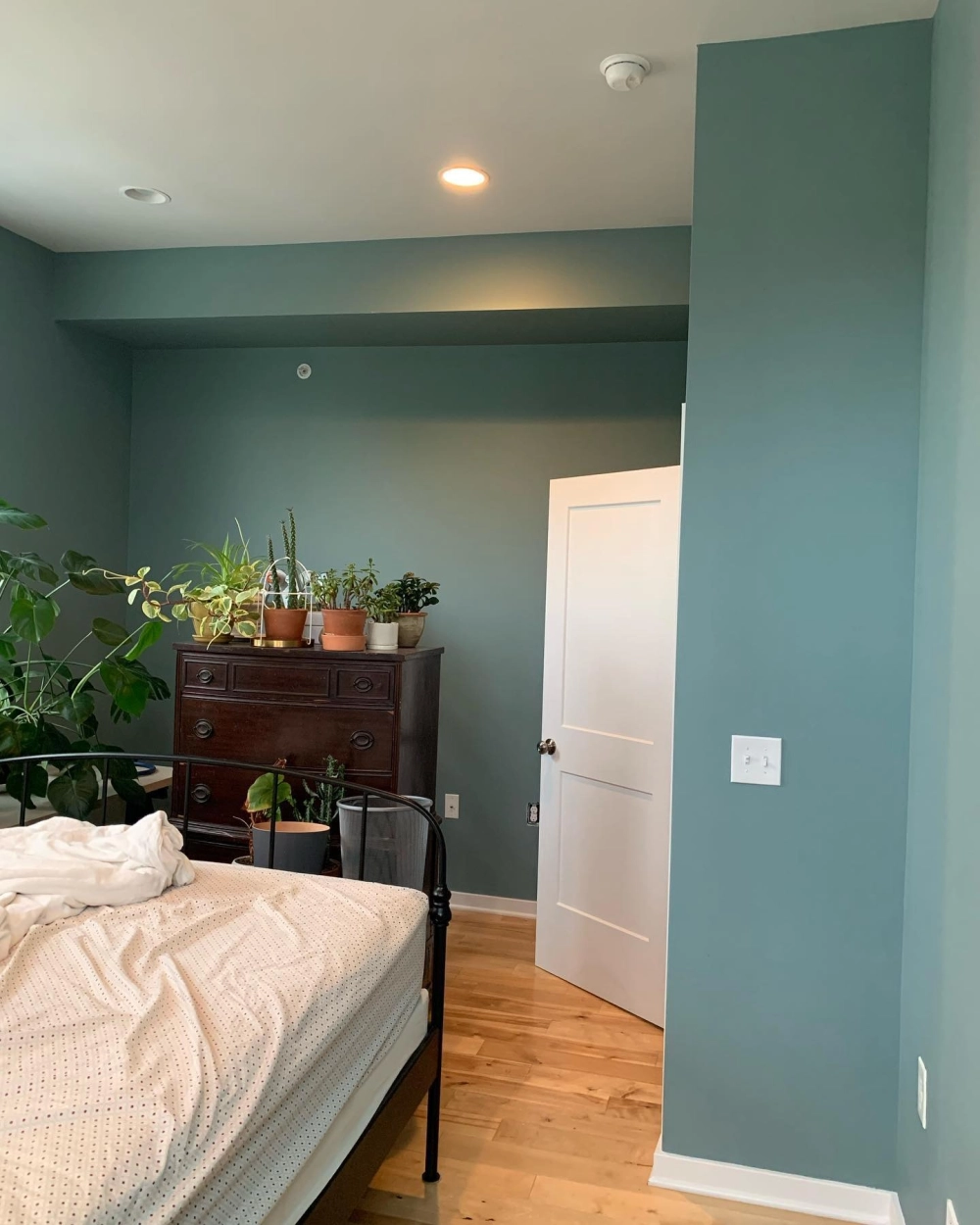 Góc trưng bày cây xanh trong nhà trên tủ gỗ sẫm màu tương phản với màu sơn phòng ngủ xanh cổ vịt