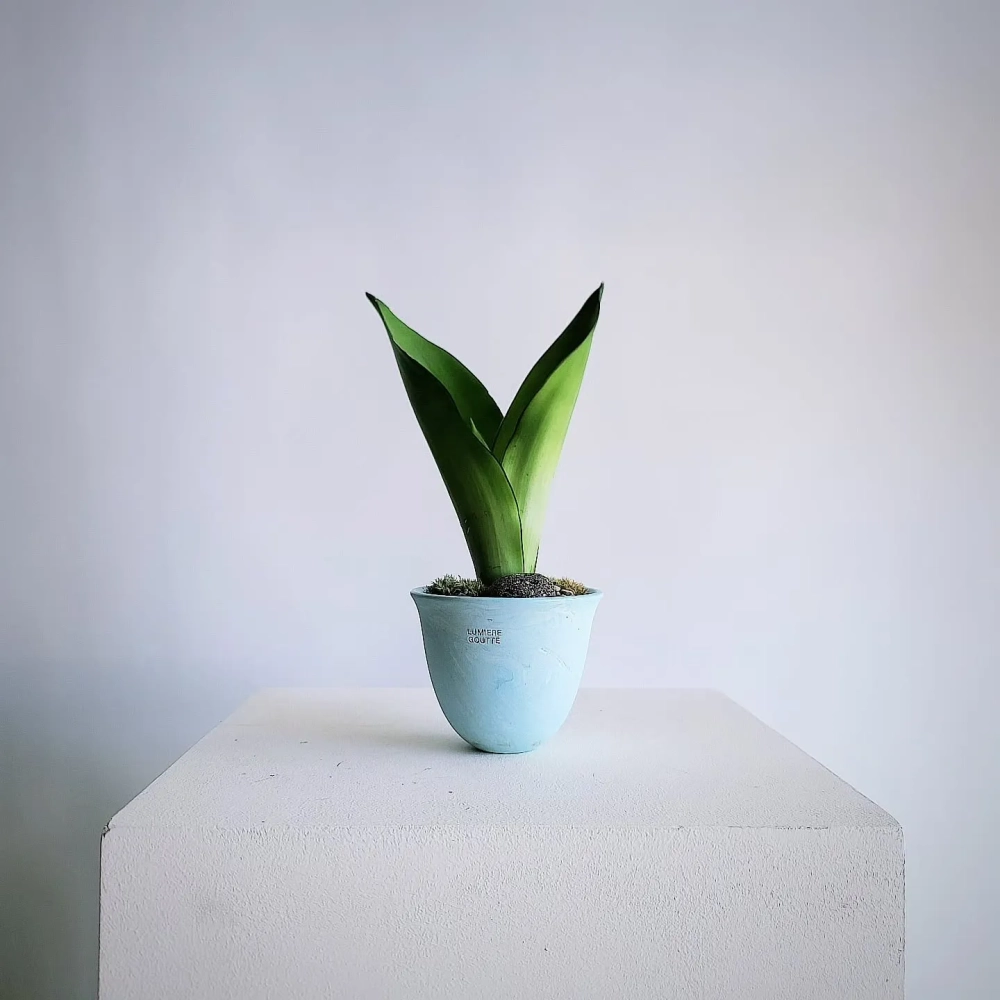 Thiết kế kệ gỗ đặt cây lưỡi hổ decor tinh tế