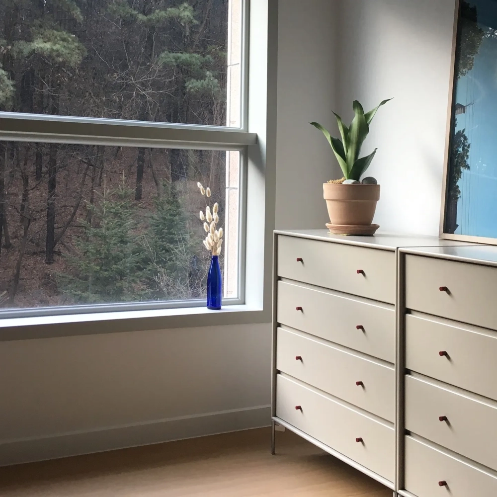 Cách đặt cây lưỡi hổ decor chuẩn phong thủy trong không gian sống