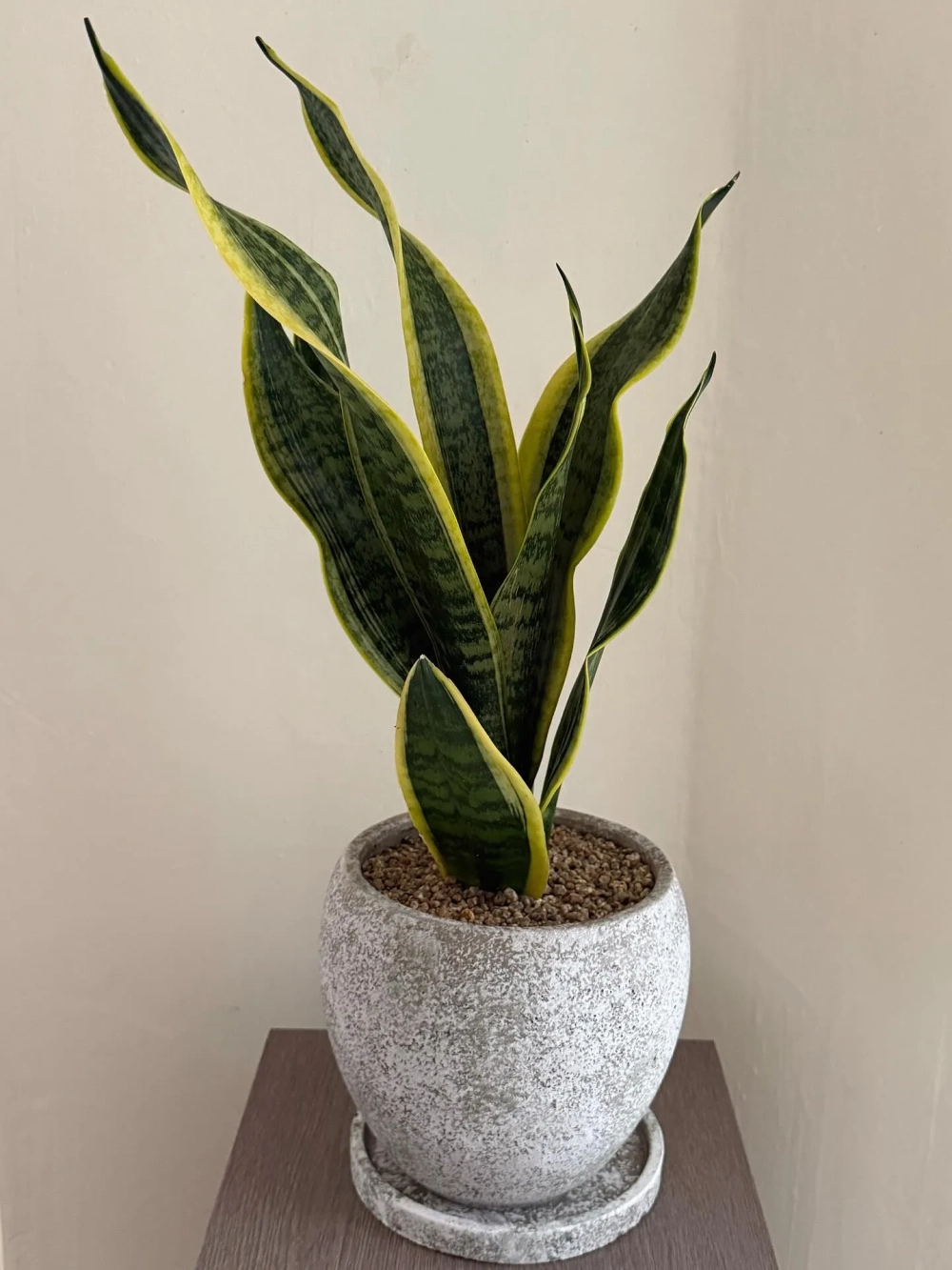 Trang trí hành lang nhà phố bằng dãy cây lưỡi hổ decor