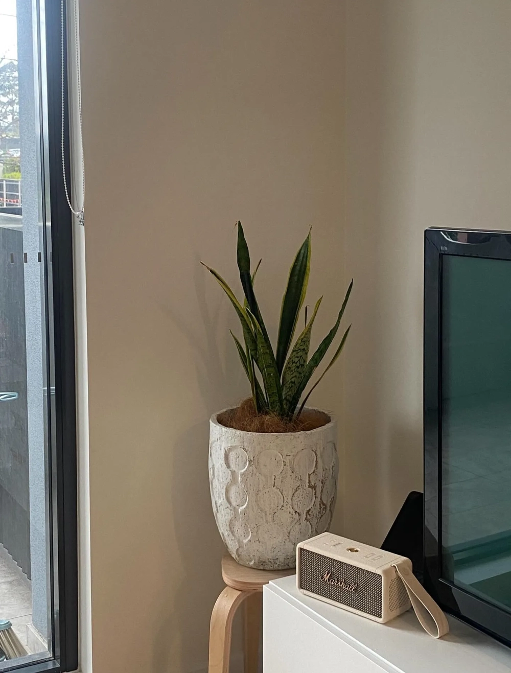 Cây lưỡi hổ decor giúp khử mùi trong không gian bếp