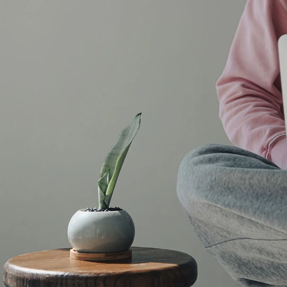 Chậu cây lưỡi hổ decor lớn cho góc phòng khách sang trọng