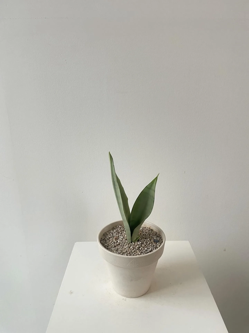 Tạo góc xanh thư giãn với cây lưỡi hổ decor và ghế đọc sách