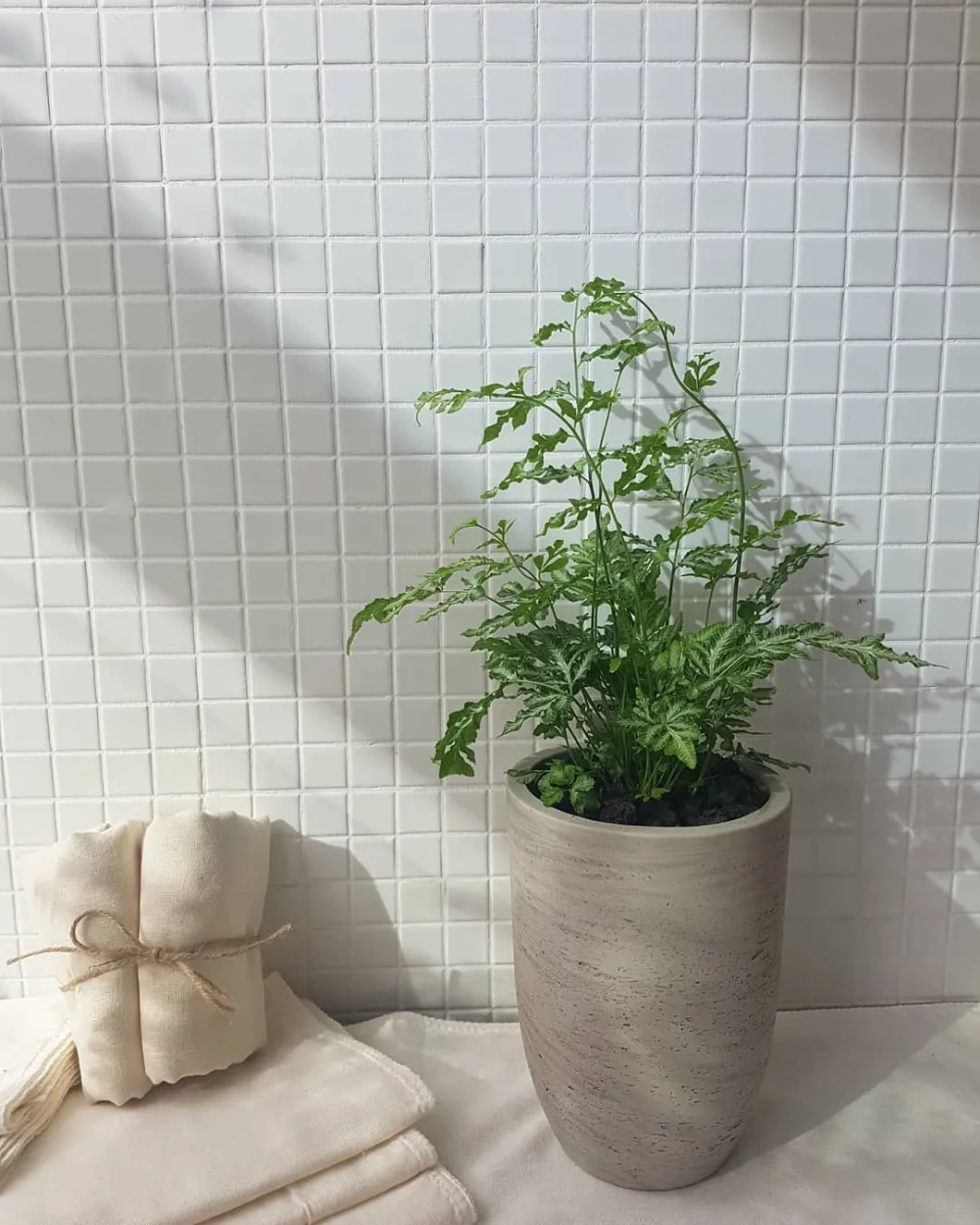 Chậu cây trong nhà tắm đặt trên bồn cầu cạnh gạch xanh