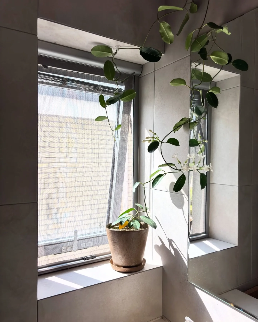 Cây trong nhà tắm đặt bên cửa sổ đón ánh nắng tự nhiên