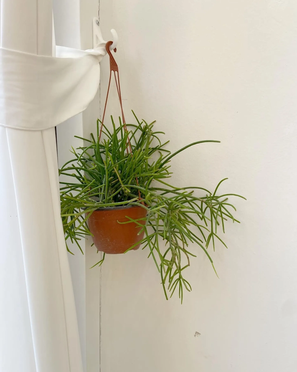 Cây trong nhà tắm tán rộng bên bồn tắm nằm chuẩn resort