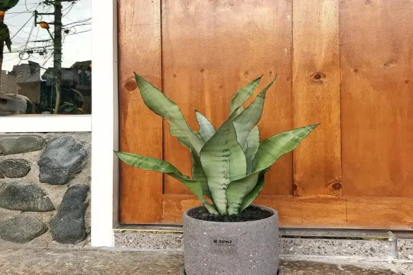 20+ mẫu cây lưỡi hổ decor chuẩn phong thủy hút tài lộc