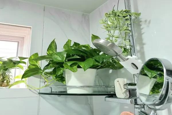 35+ Mẫu cây trong nhà tắm lọc không khí và khử mùi hiệu quả