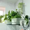 35+ Mẫu cây trong nhà tắm lọc không khí và khử mùi hiệu quả