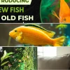 Expert guide to successfully introducing new fish to an established aquarium