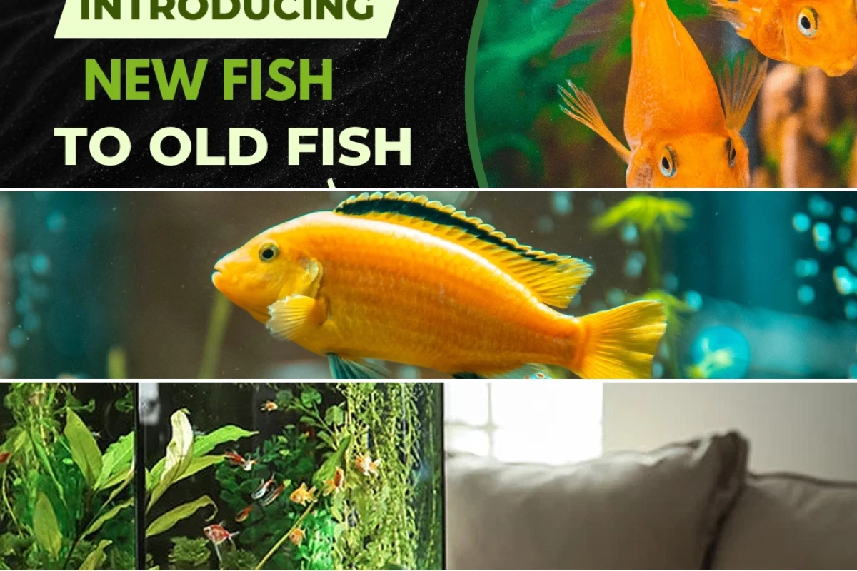 Expert guide to successfully introducing new fish to an established aquarium