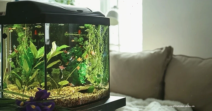 Professional procedure for introducing new fish to an established aquarium