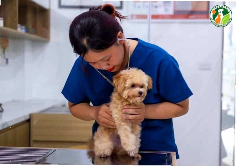 Bác sĩ khám chó bị sổ mũi thở khò khè