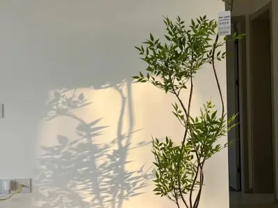 Lựa chọn cây cảnh phòng khách giúp nhà bạn luôn xanh mát