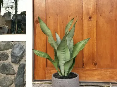 20+ mẫu cây lưỡi hổ decor chuẩn phong thủy hút tài lộc