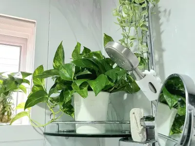 35+ Mẫu cây trong nhà tắm lọc không khí và khử mùi hiệu quả