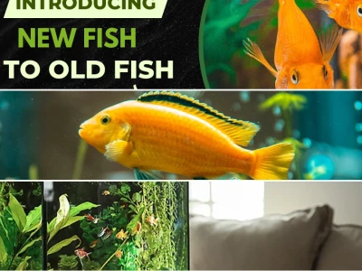Expert guide to successfully introducing new fish to an established aquarium